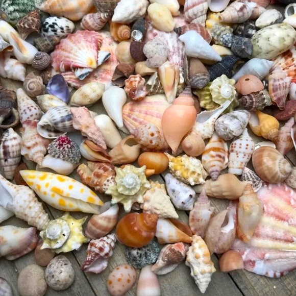 100 Real Seashells Mixed Grab Bag Lot for diy nautical decor or crafting - Picture 1 of 13
